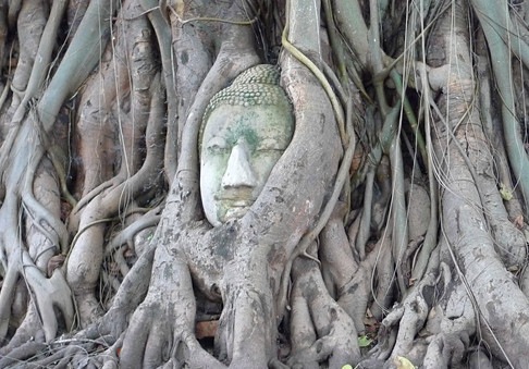 泰國|大城】泰國七大奇觀樹中佛頭：瑪哈泰寺Wat Mahathat - 大衛營
