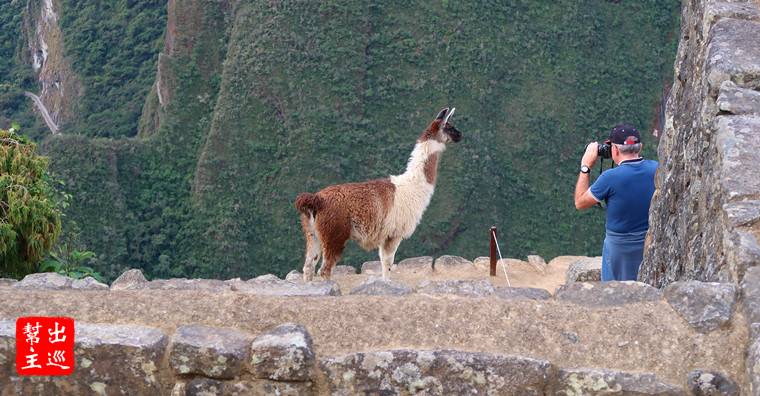 馬丘比丘的另外一個看點就是『羊駝』了！野生羊駝具有在高海拔生存的能耐