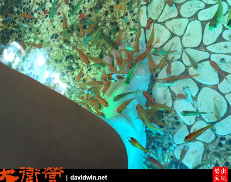 礁溪全新日式現代風溫泉體驗：葛瑪蘭風呂會館小魚咬腳皮