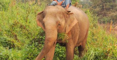 Anantara Golden Triangle Elephant Camp & Resort的服務與大象保育