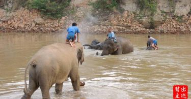 訓練師會先帶大象去洗澡