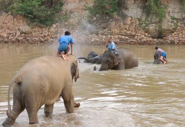 訓練師會先帶大象去洗澡