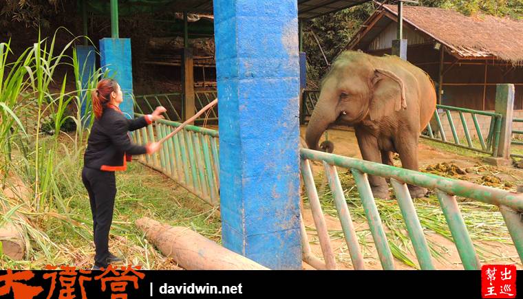【金三角】Anantara Golden Triangle Elephant Camp & Resort的服務與大象保育