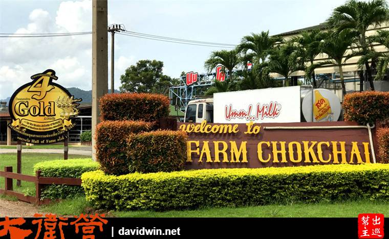 【泰國|考艾】擠牛奶、當牛仔就在”Farm Chokchai”