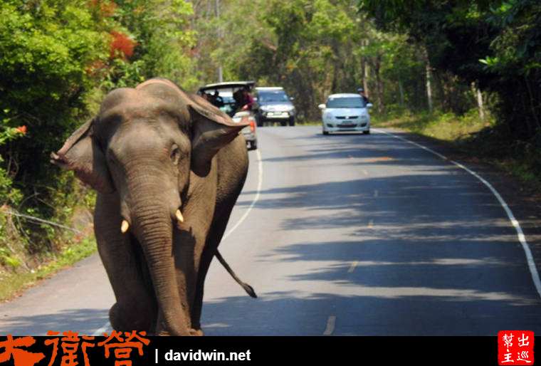 考艾國家公園內有大象出沒