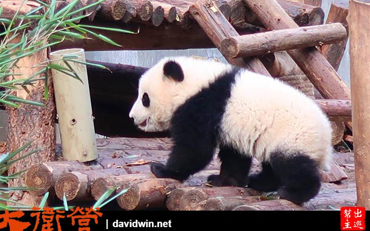 大熊貓繁育研究基地
