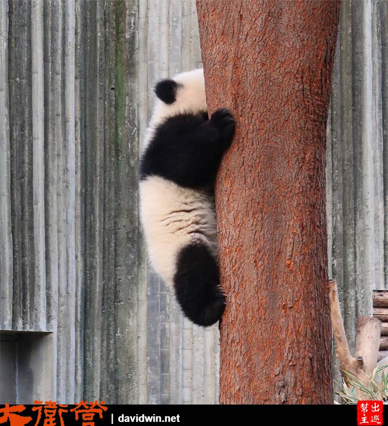 大熊貓繁育研究基地
