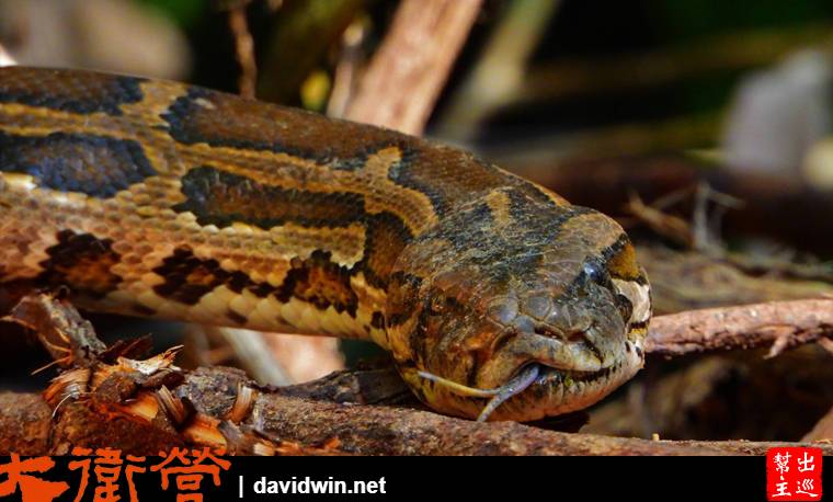考艾國家公園看見蛇