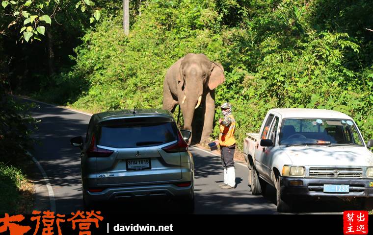 考艾國家公園遇到野生大象