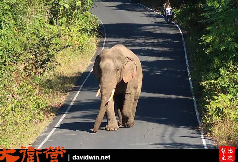 考艾國家公園遇到野生大象