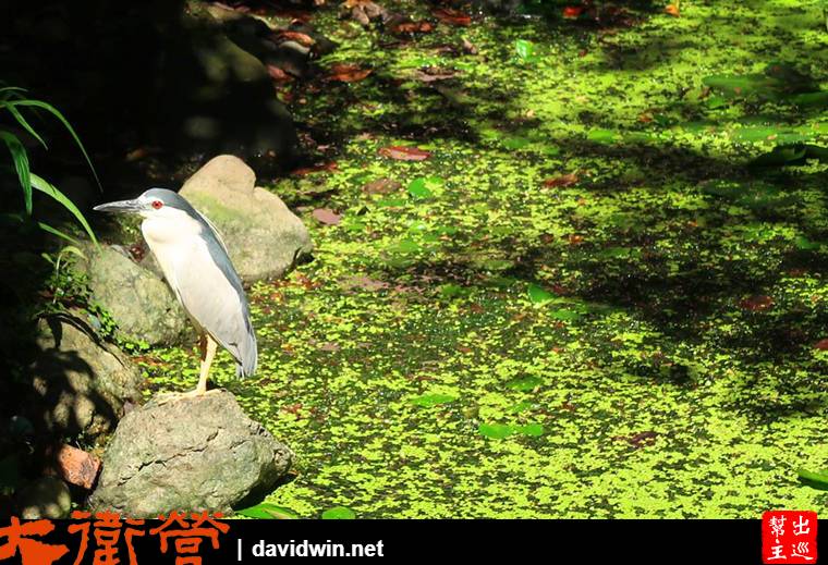 楊三郎美術館池塘內的飛鳥
